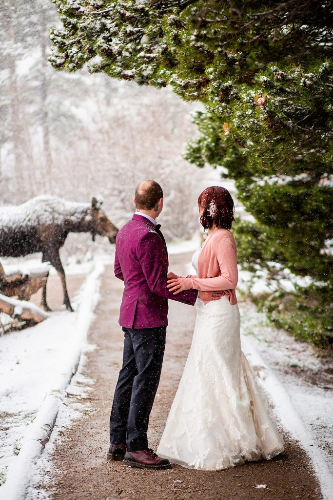 A couple eloping in Rocky Mountain National Park watching a moose walk by